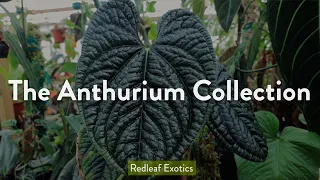 The Anthurium Collection | Warocqueanum, Luxurians, and more!