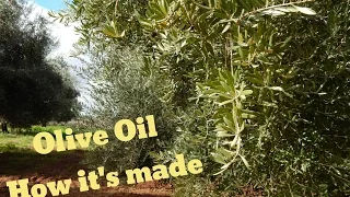 How olive oil is made | Morocco