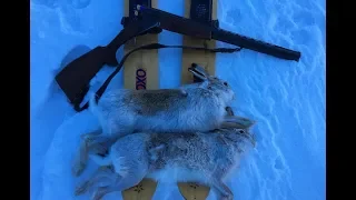 ОГОНЬ - ОХОТА НА ЗАЙЦЕВ!!! Охота на зайцев 2019. Cool hare hunting!!