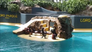 Loro Parque - Tenerife - Sea Lions / Sjölejon