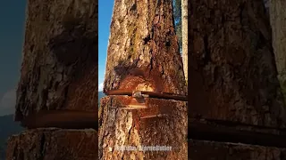 WoodBoss.ca