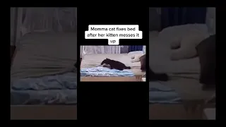 Momma cat fixes bed after her kitten messes it up 🥺💗 | @jaymochtoo
