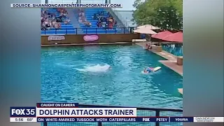 Dolphin attacks trainer at Miami Seaquarium