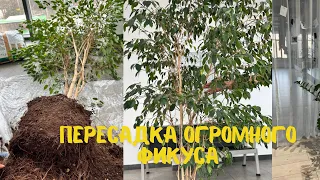 Пересадка огромного фикуса бенджамина. Оброботала от клеща и щитовки. #фикусбенджамина #фикус#фикусы