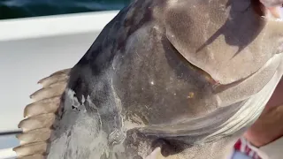 Tampa Bay shipping channel grouper fishing (DOLPHINS!)