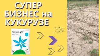 СУПЕР УДОБРЕНИЕ ДЛЯ КУКУРУЗЫ! БОЛЬШЕ и РАНЬШЕ!