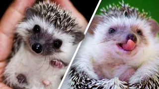 Cute, funny and absolutely adorable HEDGEHOGS!! 2020 💖