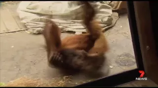 Видео дня. Самка орангутана танцует брейк-данс
