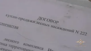 Чёрные лесорубы принесли ущерб лесному фонду РФ в 7,5 миллионов рублей