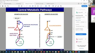 03 Intro to MFA | Metabolic Flux Analysis | Lecture 10 | Metabolic Engineering | SP20