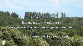 Лес за деревней Устьенская (Кичменгско-Городецкий район)