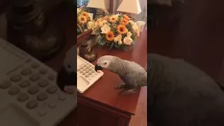A very clever parrot Jora talks with the hostess