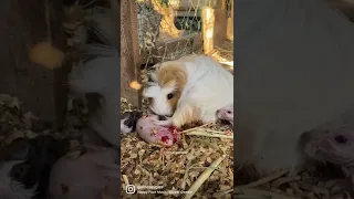 Guinea pig giving birth and cleaning and stimulating