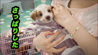 初めて置き去りされた子犬をお風呂に入れたら、思ったよりも大人しくてびっくりしました！