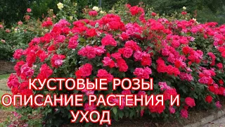 Кустовые розы. Полное описание растения и уход от А до Я.