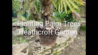Planting Palm Trees at Heathcroft Garden