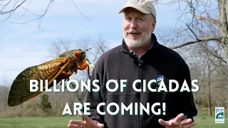 Everything you Need to Know Before the Cicadas Arrive | #CincyParks