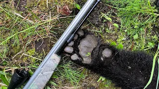 A BRITISH COLUMBIA Spring Black Bear MUZZLELOADER Hunt