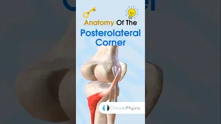 Anatomy of Posterolateral Corner #physicaltherapy #physiotheraphy #anatomy #knee