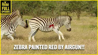 Zebra painted red with an Air Gun!!
