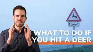 What To Do If You Hit a Deer