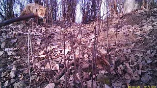 Líška hrdzavá - Vulpes vulpes - Liška obecná - Red fox