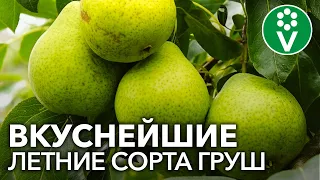 САМЫЕ СЛАДКИЕ И СОЧНЫЕ СОРТА ЛЕТНИХ ГРУШ. Груша Забава, Августовская роса, Юрате, Маслянистая летняя