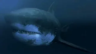 Mega Shark Versus Mecha Shark [2014] - Megalodon Screen Time