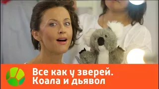 Все как у зверей. Коала и дьявол | Живая Планета