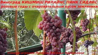 Виноград КИШМИШ РИЛАЙНС ПИНК СИДЛИС  ранний с землянично-клубничным вкусом ягод. (Пузенко Наталья)