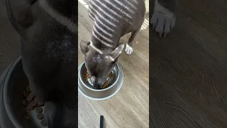 Devoured her Food in One minute 🦴