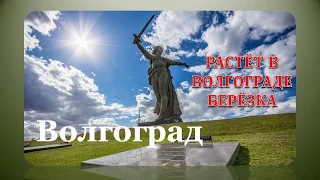 Растёт в Волгограде берёзка -Татьяна Семушина