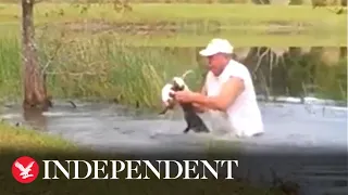 Dramatic video shows cigar-smoking man rescuing puppy from jaws of alligator