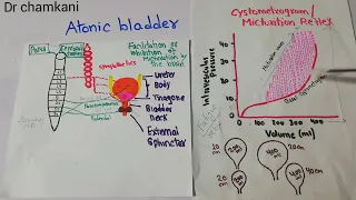 Atonic bladder | Overflow incontinence | Renal physiology lecture 49