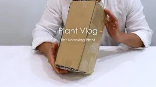 Plant Vlog  Unboxing plants _ Collective houseplants unboxing #unboxingplant #plantunboxing