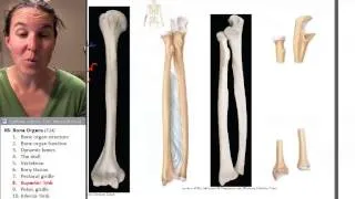 Bone Organs 8- Superior limb