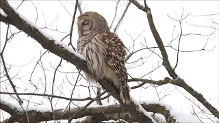 Barred Owl in the Gently Falling Snow