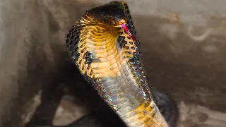 Amazing Snake! How to Cook a King Cobra !! - Thailand Street Food