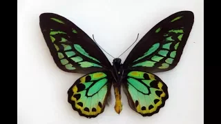 Richmond birdwing butterfly - ABC Radio