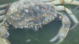 Facts: The European Green Crab