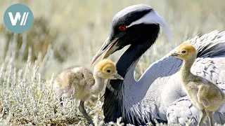 Die Kraniche der russischen Steppe | Tiere vor der Kamera (1997) | Folge 33/54