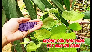 CÁCH BÓN PHÂN CÂY NHO CHẬU ĐANG RA BÔNG | TRẠI NHO GIỐNG KHỞI