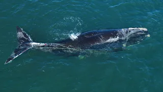 Meet North Atlantic Right Whale 4615 | Last of the Right Whales