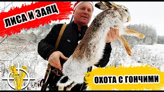 Лиса и заяц! Охота с гончими по пушному зверю.