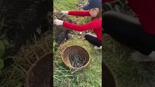 Amazing Fish Trapping Skills