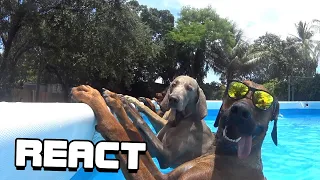 React: BEST Pets of the Summer 🤣| Funniest Cats and Dogs