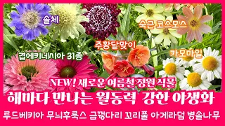 [05.14] 겹에키네시아 31종! 번식력 좋고 월동력 강한 다년생 야생화 & 여름철 정원식물 숙근초 카모마일 숙근코스모스 후룩스 솔체 꼬리풀 아게라덤 추명국 지피식물 꽃나무