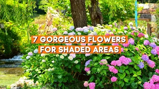 7 Gorgeous Flowers for Shaded Areas 🌼✨ // Shade Loving Summer Plants ☀️