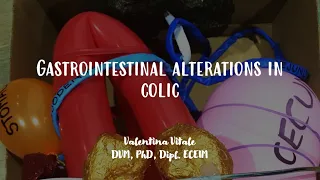 Colic in horses explained with a model of gastrointestinal tract - Vet Students