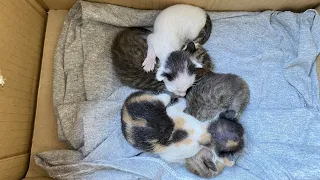 Someone abandoned 4 kittens in front my friend’s house. Kittens meowing,all talking at the same time